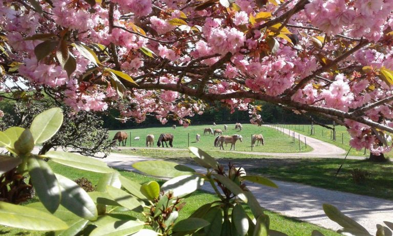 2-daagse Paardrijtocht Deluxe Paardenweekend Söderåsen - Zweden - Afbeelding 4