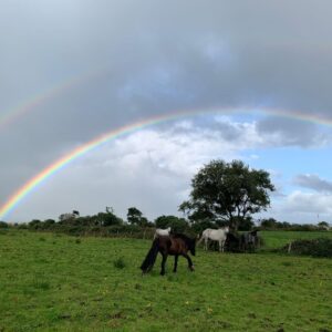 6-daagse paardrijtocht Atlantic Trail  – Ierland - Afbeelding 15