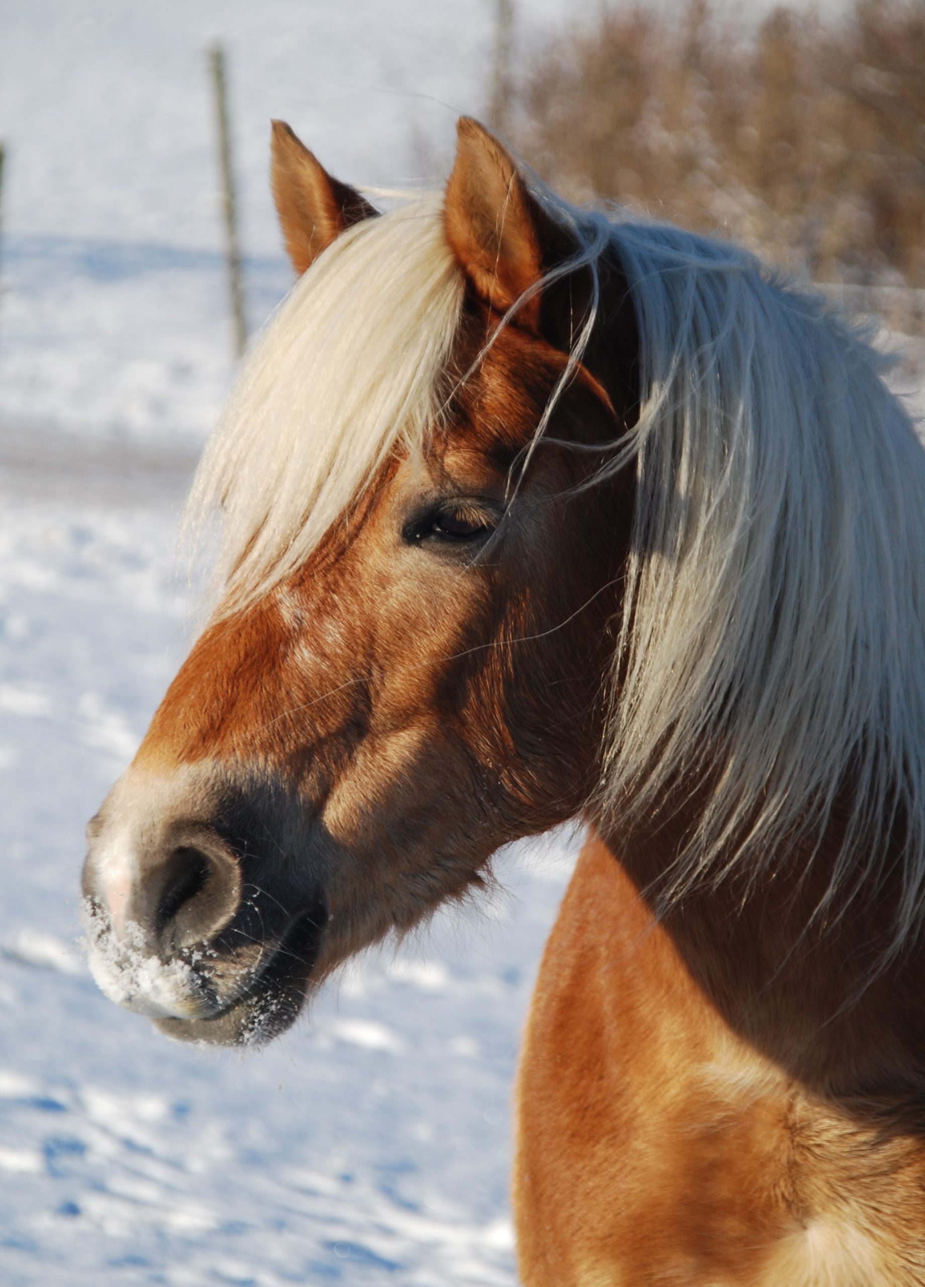 Paardrijkamp Söderåsen - Zweden - Afbeelding 9