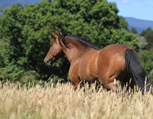 6-daagse paardrijtocht rond Sollipulli - Chili - Afbeelding 9