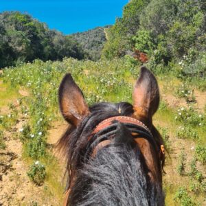 4-daagse Paardentocht Cala Violina & Strand van Punta Ala Toscane - Italië - Afbeelding 30
