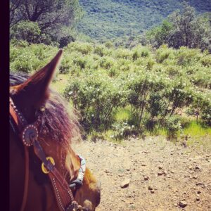 4-daagse Paardentocht Cala Violina & Strand van Punta Ala Toscane - Italië - Afbeelding 29