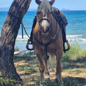 6-daagse Paardentocht Natuurreservaat en Strand van Punta Ala Toscane - Italië - Afbeelding 18