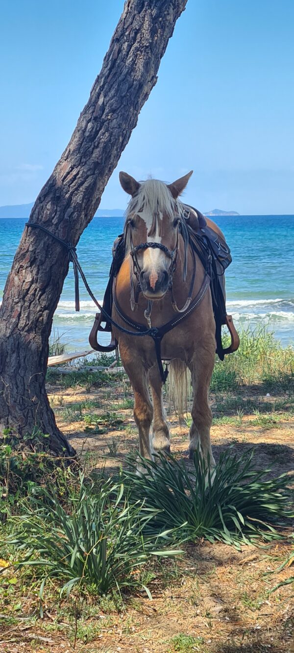 6-daagse Paardentocht Natuurreservaat en Strand van Punta Ala Toscane - Italië