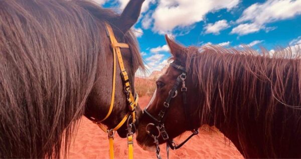 Dagrit Wadi Rum - Jordanië