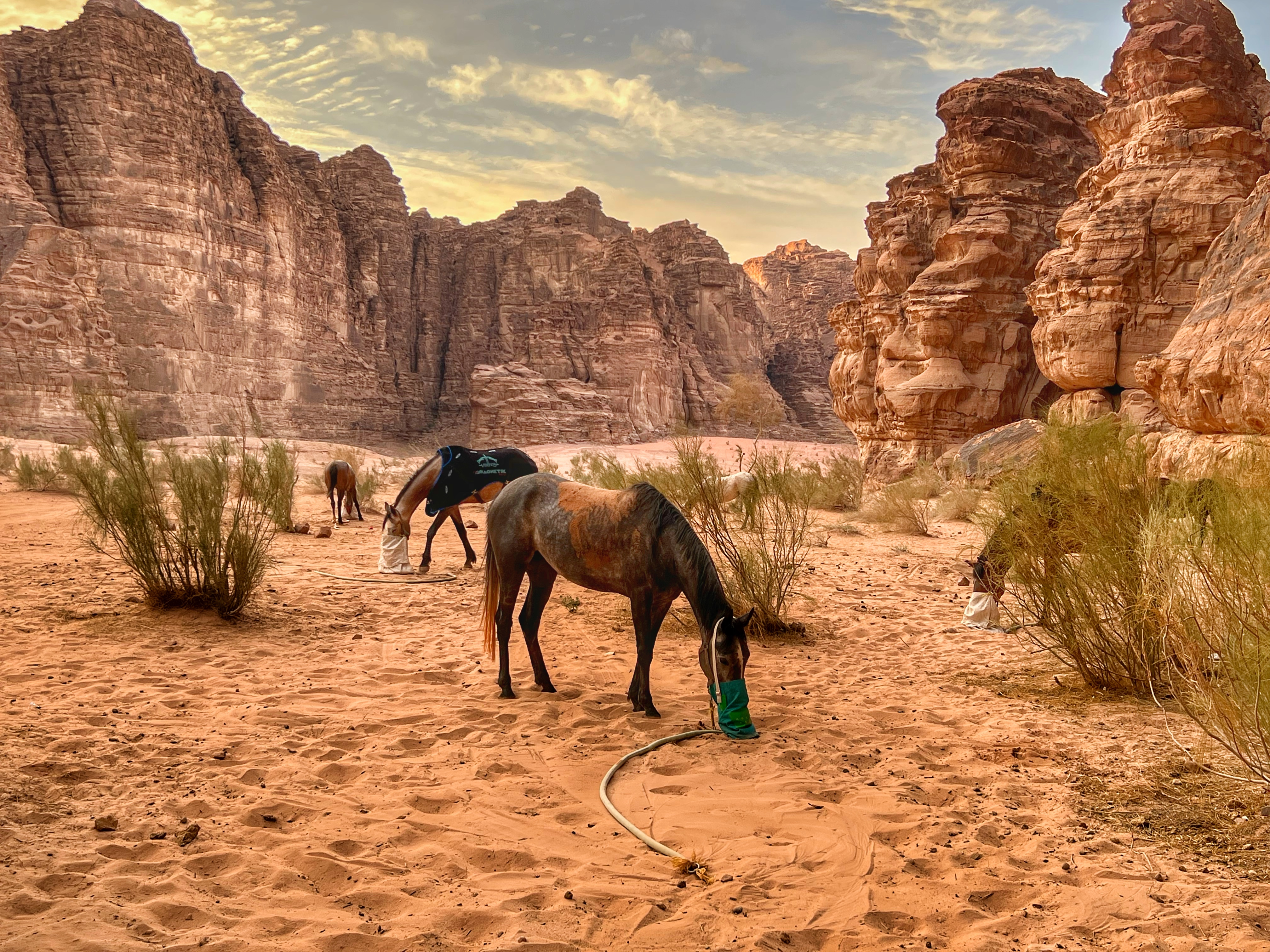2-daagse paardrijtocht Wadi Rum - Jordanië - Afbeelding 19