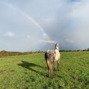 6-daagse paardrijtocht Atlantic Trail  – Ierland - Afbeelding 21