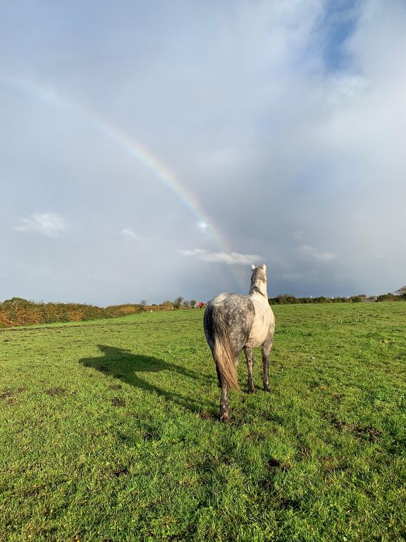 6-daagse paardrijtocht Atlantic Trail  – Ierland
