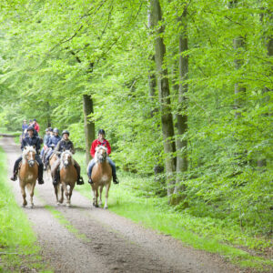 2-daagse Paardrijtocht Deluxe Paardenweekend Söderåsen - Zweden - Afbeelding 8