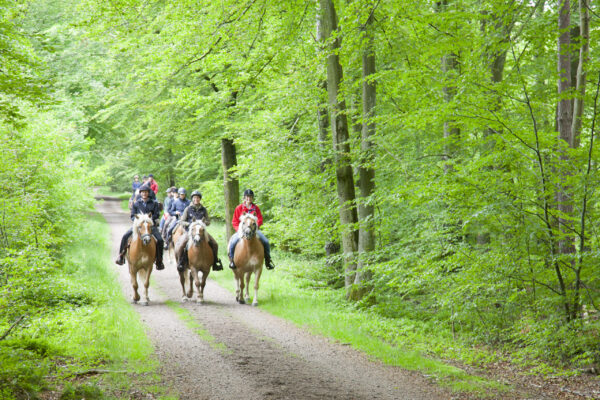 2-daagse Paardrijtocht Deluxe Paardenweekend Söderåsen - Zweden