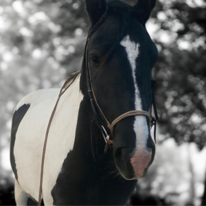 Retraite met paardrijden Mokronog Trebelno - Slovenië - Afbeelding 11