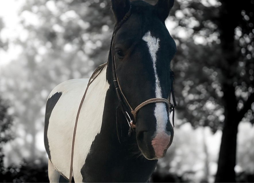 Retraite met paardrijden Mokronog Trebelno - Slovenië - Afbeelding 11