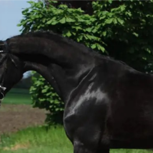 Retraite met paardrijden Mokronog Trebelno - Slovenië - Afbeelding 10