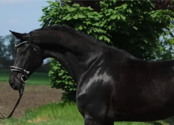 Retraite met paardrijden Mokronog Trebelno - Slovenië