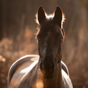 Retraite met paardrijden Mokronog Trebelno - Slovenië - Afbeelding 9