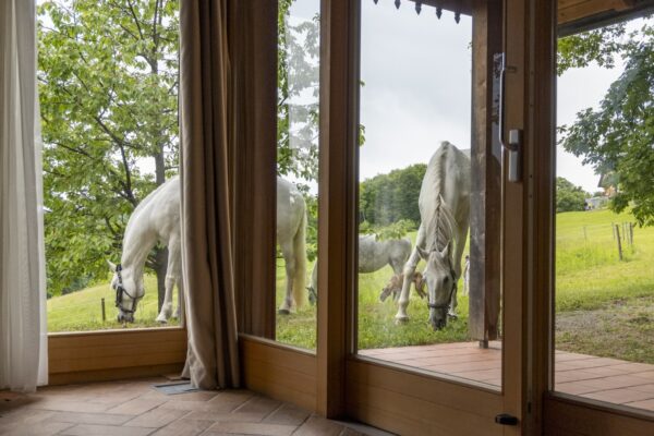 Retraite met paardrijden Mokronog Trebelno - Slovenië