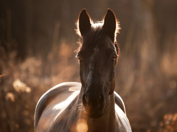 Retraite met paardrijden Mokronog Trebelno - Slovenië