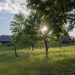 7-daagse Complete Paardrijervaring en het Ontdekken van Slovenië - Afbeelding 23