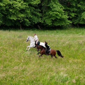7-daagse Complete Paardrijervaring en het Ontdekken van Slovenië - Afbeelding 5