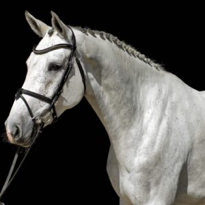 7-daagse Complete Paardrijervaring en het Ontdekken van Slovenië - Afbeelding 14