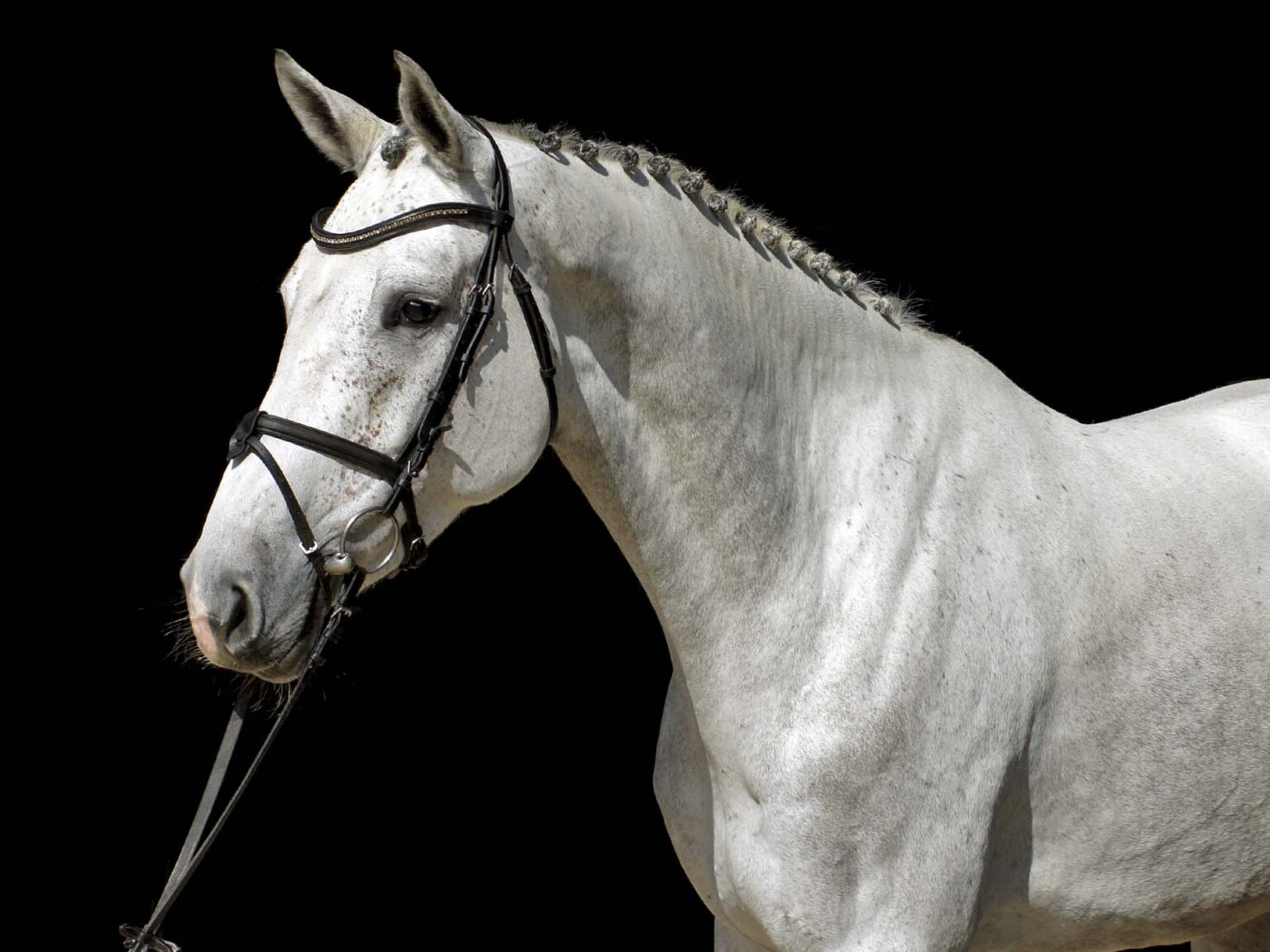 7-daagse Complete Paardrijervaring en het Ontdekken van Slovenië