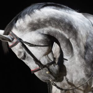 7-daagse Complete Paardrijervaring en het Ontdekken van Slovenië - Afbeelding 12