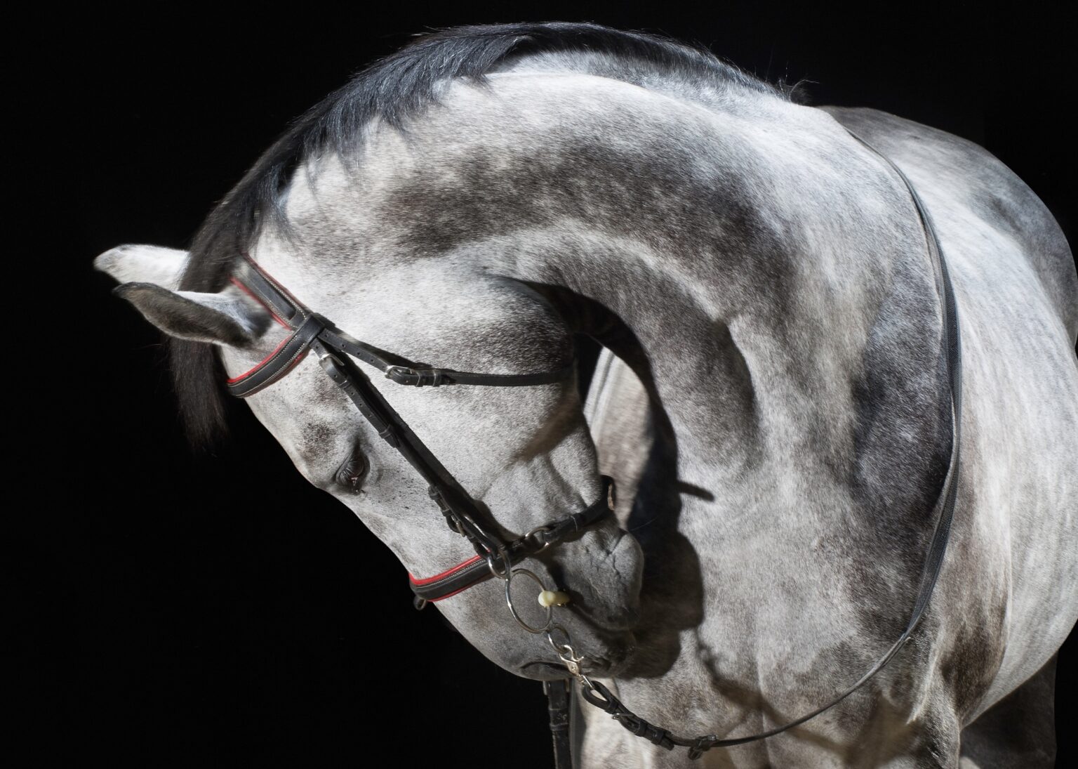 7-daagse Complete Paardrijervaring en het Ontdekken van Slovenië - Afbeelding 12