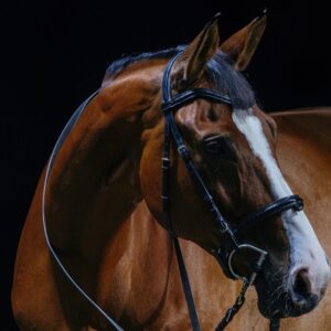 7-daagse Complete Paardrijervaring en het Ontdekken van Slovenië - Afbeelding 13