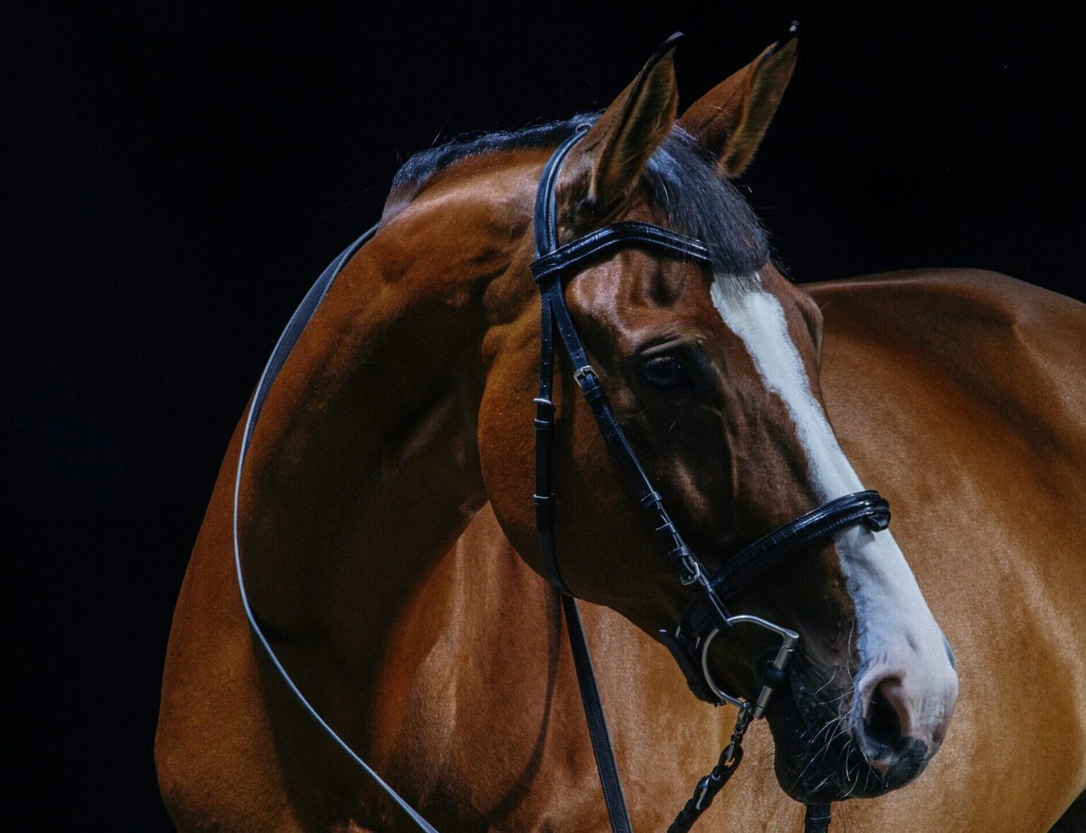 7-daagse Complete Paardrijervaring en het Ontdekken van Slovenië