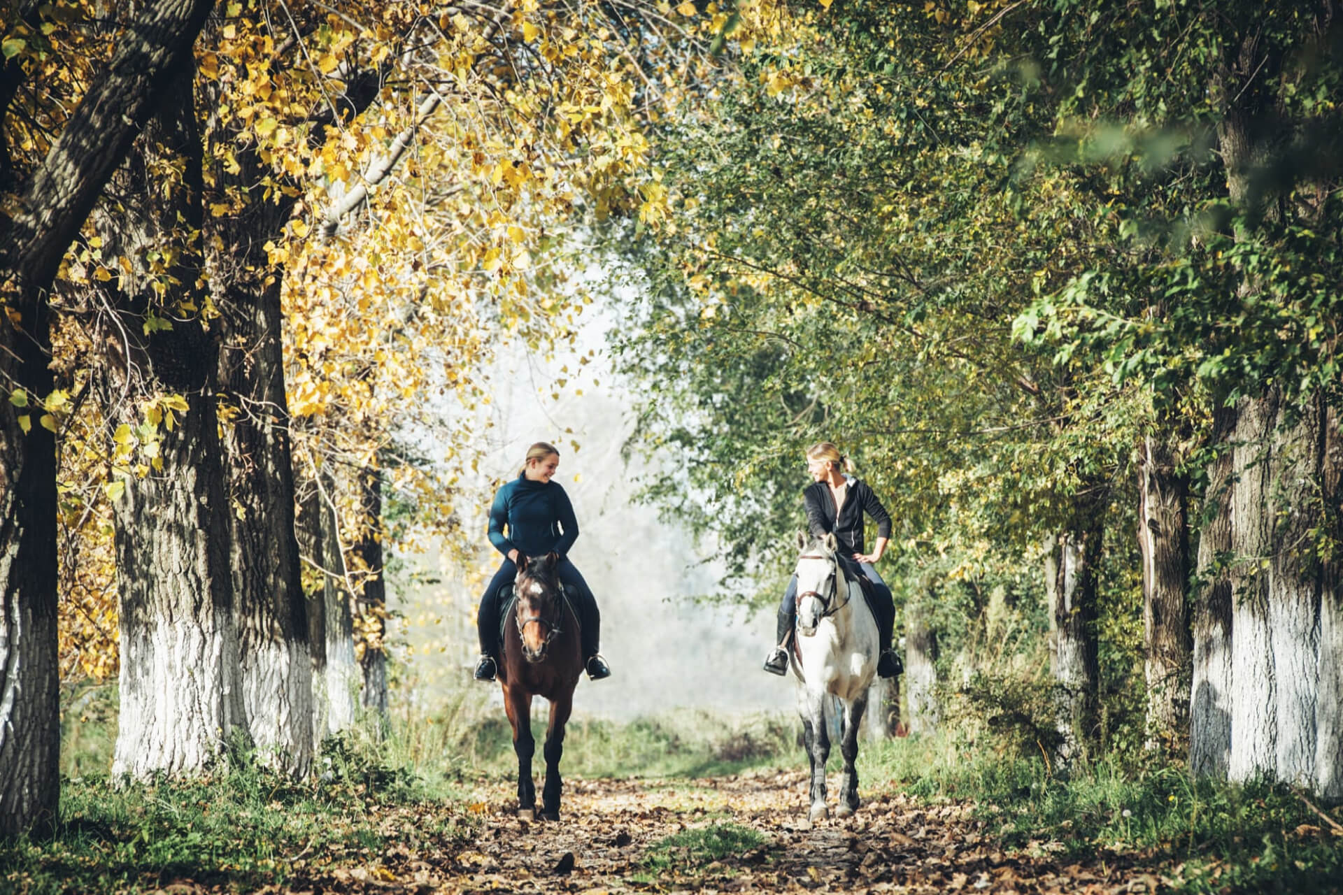 7-daagse Complete Paardrijervaring en het Ontdekken van Slovenië