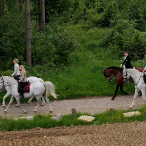 7-daagse Complete Paardrijervaring en het Ontdekken van Slovenië - Afbeelding 4