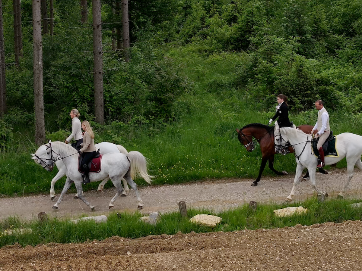 7-daagse Complete Paardrijervaring en het Ontdekken van Slovenië - Afbeelding 4
