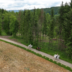 7-daagse Complete Paardrijervaring en het Ontdekken van Slovenië - Afbeelding 7