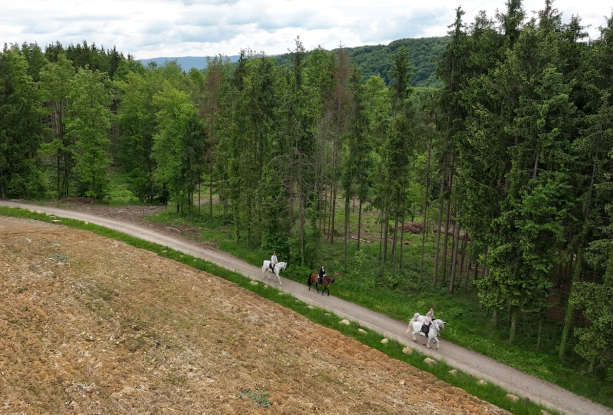 7-daagse Complete Paardrijervaring en het Ontdekken van Slovenië - Afbeelding 7