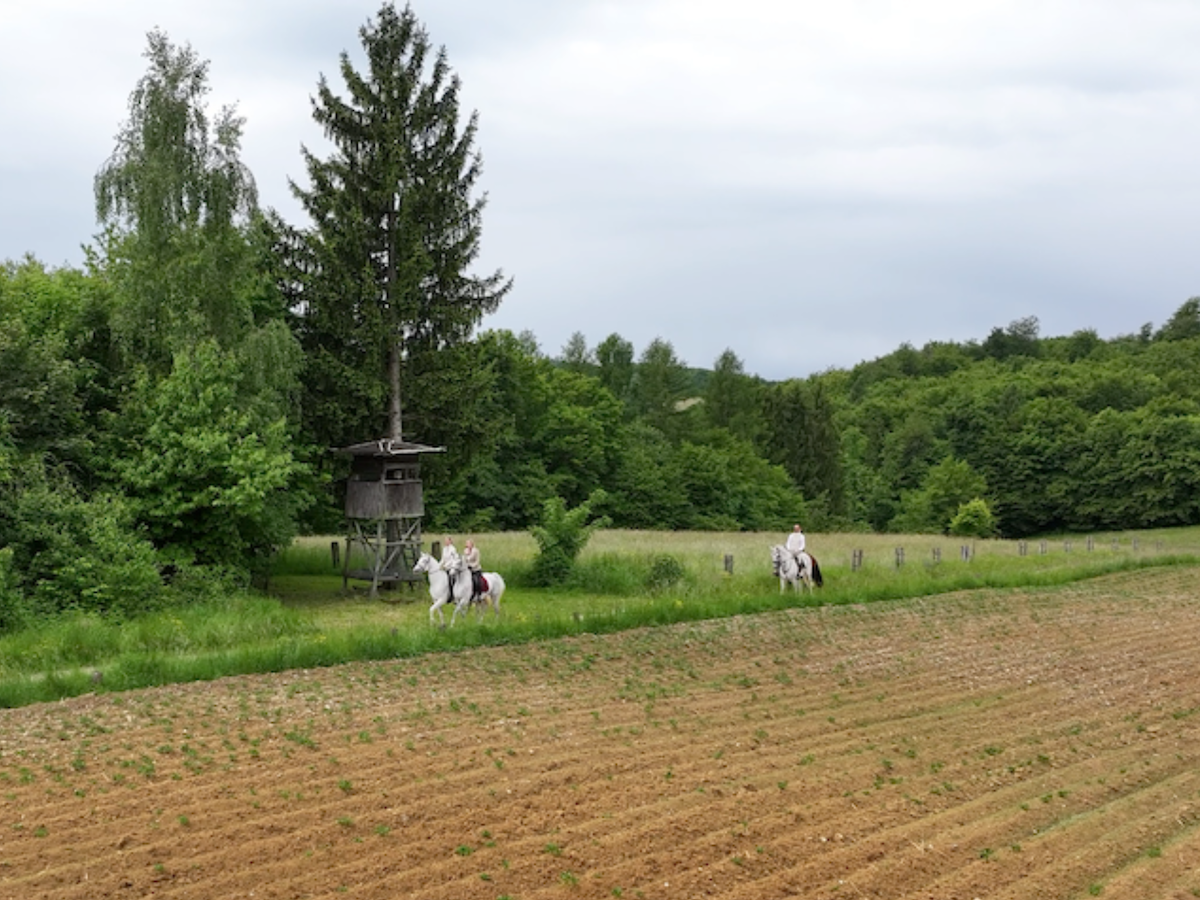 7-daagse Complete Paardrijervaring en het Ontdekken van Slovenië
