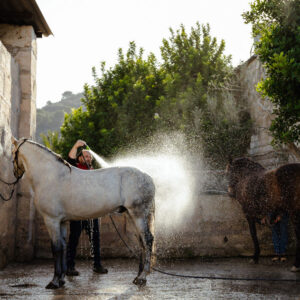 Buitenrit Randa Vallei excursie Mallorca - Spanje - Afbeelding 5