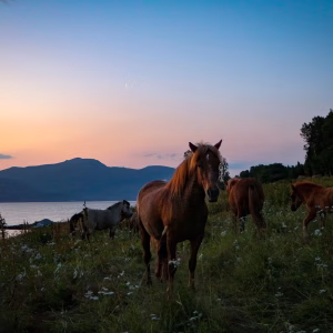 Buitenrit (evt. met overnachting) in Tromsø - Noorwegen - Afbeelding 5