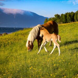 Buitenrit (evt. met overnachting) in Tromsø - Noorwegen - Afbeelding 4