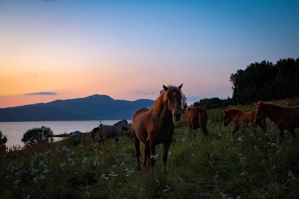 Buitenrit (evt. met overnachting) in Tromsø - Noorwegen