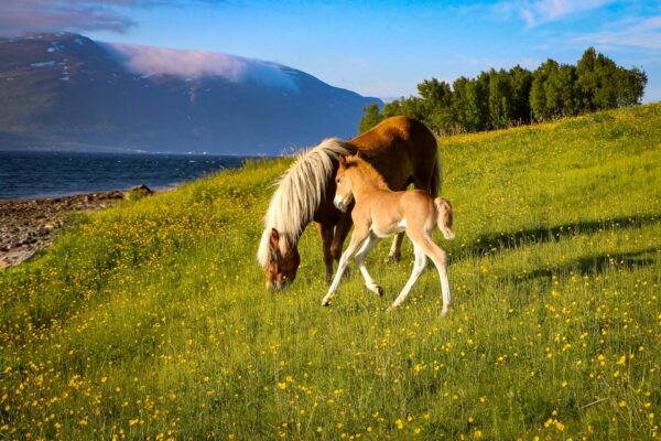 Buitenrit (evt. met overnachting) in Tromsø - Noorwegen