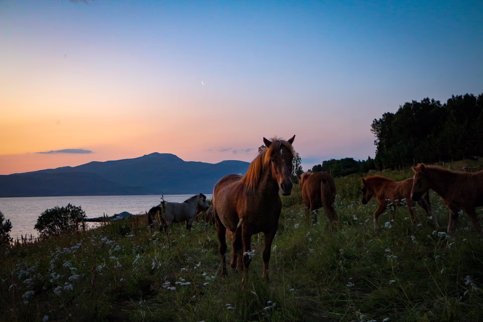 Buitenrit (evt. met overnachting) in Tromsø - Noorwegen - Afbeelding 5