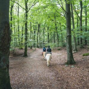 Paardrijkamp Söderåsen - Zweden - Afbeelding 13