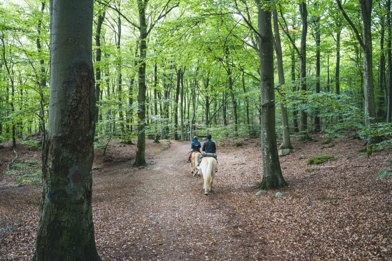 Paardrijkamp Söderåsen - Zweden - Afbeelding 13