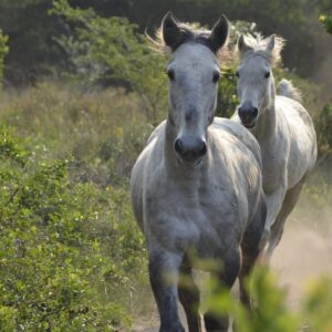 7-daagse Paardrijsafari – St. Lucia - Zuid-Afrika - Afbeelding 9