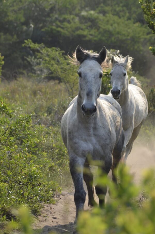 7-daagse Paardrijsafari – St. Lucia - Zuid-Afrika