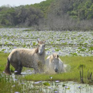 7-daagse Paardrijsafari – St. Lucia - Zuid-Afrika - Afbeelding 8