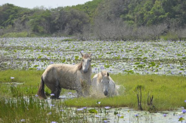 7-daagse Paardrijsafari – St. Lucia - Zuid-Afrika