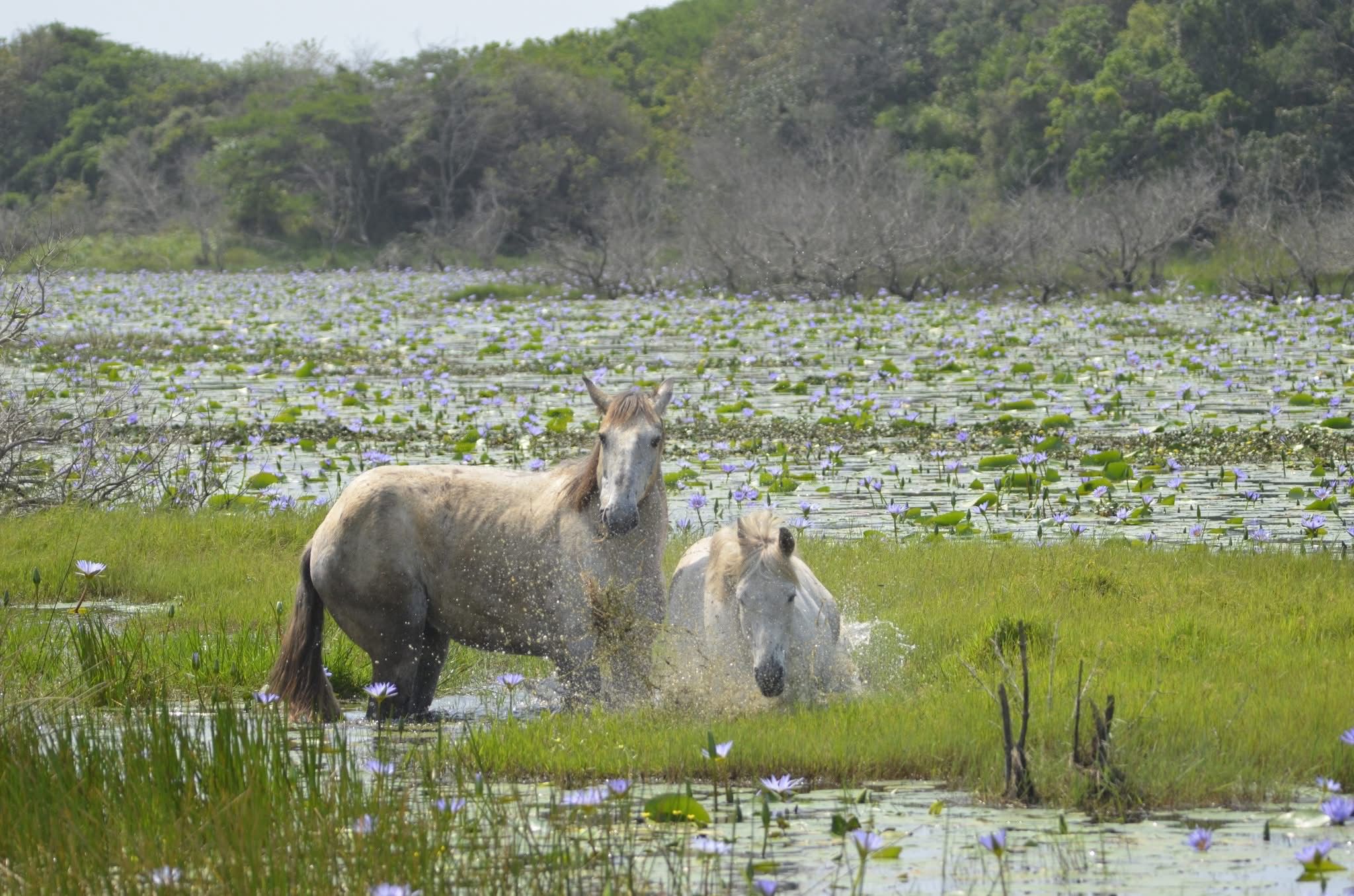 7-daagse Paardrijsafari – St. Lucia - Zuid-Afrika - Afbeelding 8