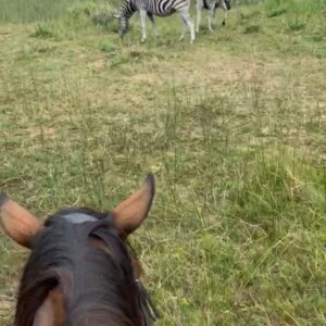 7-daagse Paardrijsafari – St. Lucia - Zuid-Afrika - Afbeelding 7