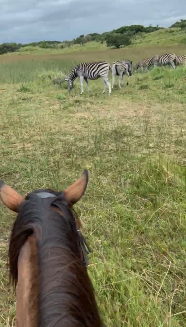 7-daagse Paardrijsafari – St. Lucia - Zuid-Afrika